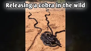 Melepaskan cobra ke alam #snake #kingcobra #garada #panji