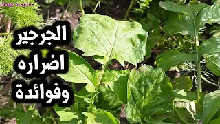 تعرف على اضرار الجرجير وفوائد سحرية للجرجير ؟؟
