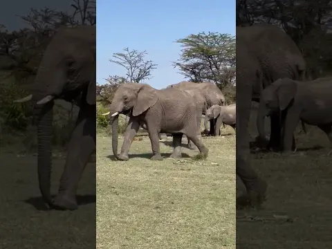 ELEPHANT PUSHING BABY WHILE GIVING BIRTH #shortvideo #shorts #short #elephant #baby #elephants