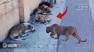 SEREM TEREKAM CCTV!! Detik²  Macan Tutul Menyerang Anjing Peliharaan Yang Lagi Enak Tidur