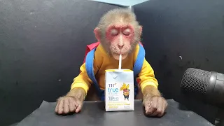 Baby Monkey Drink Smart Milk ASMR