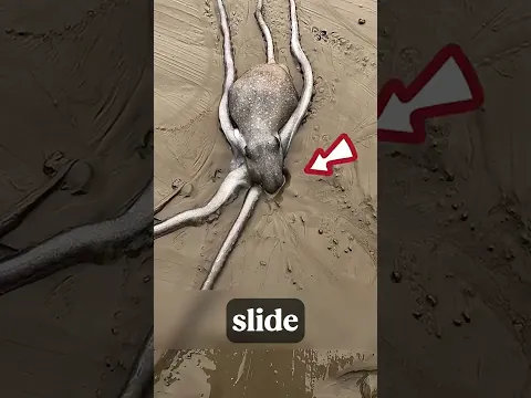 This octopus can fit into any hole 🧠