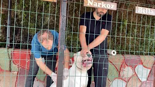 DOGO ARGENTİNO PABLO ESCOBAR’A ÇİPİ TAKDIK