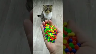 Funny Cat Barsik 😘 Marbles 🔴 Satisfying reverse video