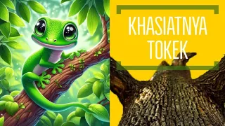 Tokek