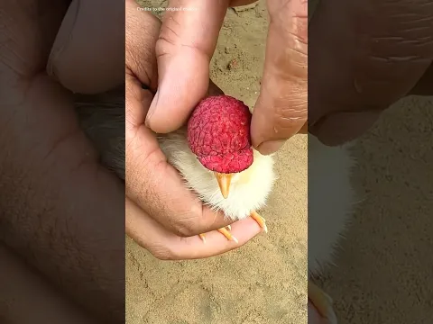 Colour Koli unaku work vathuchi ippa hat pottuko