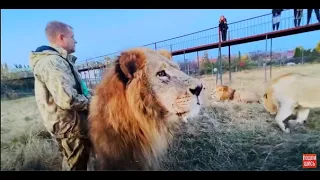 Вожак ЗАКРЫЛ МЕНЯ СОБОЙ от молодого льва!