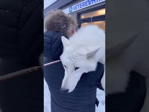 My Dog, My Forever Companion#BestFriend #DogLove #SweetMoments