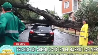 Conductor atropelló un árbol caído en plena calle  #paraguay Davidg3 😂