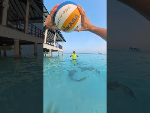 Maldives Nurse Shark Volley 🦈🏐🙏🏼