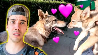 MI LOBA SE ENAMORA DEL LOBO DE MI AMIGO! **no se quieren separar**