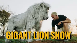Walk with the Giant Lion Snow - Dean Schneider