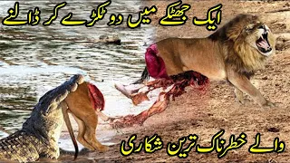 Most Angry & Aggressive Animals Of The World   خطرناک ترین شکاری جانور جو شیر کے بھی چیتھڑے اڑا دیتے