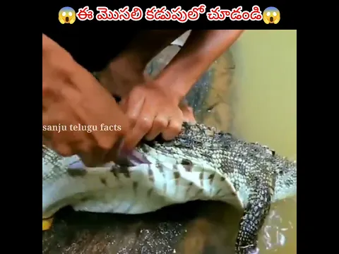 😱ఈ మొసలి కడుపులో చూడండి😱 || what is inside of Crocodile stomach || #viral #shorts #sanjutelugufacts