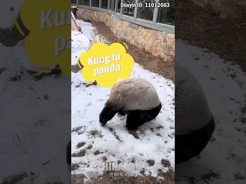 When a panda meets Beijing's first winter snow