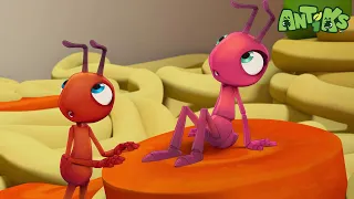 컵라면 | 장난스런 개미들 | Antiks | 인기동화 | 어린이 만화 | 문복키즈 | Moonbug Kids 인기만화