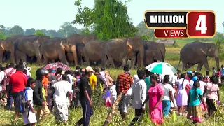 The elephants are not violent when they are in a group