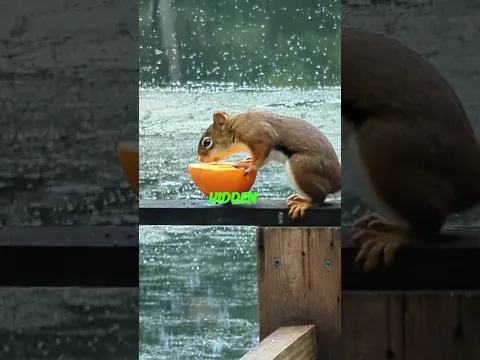 When the Squirrel Outsmarts the Human 😂🐿️#shorts s