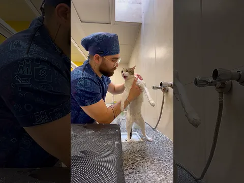 Kangaroo mode activated. 😂🦘 #catvideos #funvideo