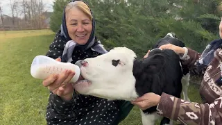 Reacția mamei când a văzut-o pe văcuță LOLA