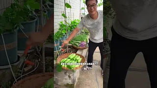 A few days ago, I had no time to pick vegetables because I was busy  There were a lot of cucumbers a