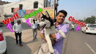 Public Reaction on My Husky | Dog Can Talk part 156 | Roxy Cheeni | Siberian Husky | Review reloaded