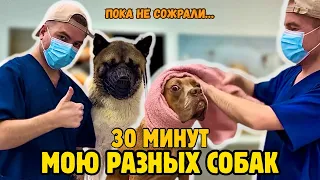ПОРОДИСТЫЕ СОБАКИ МОЮТСЯ НА ПРОТЯЖЕНИИ 30 МИНУТ // Пока что не сожрали