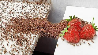 1,000 Formigas vs. Obstáculos