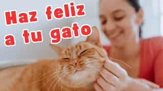 HÁBITOS para mantener feliz a tu gato: 5 consejos infalibles