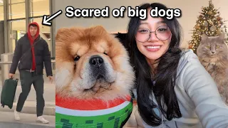 Family meets our Chow Chow and Cats for the FIRST time