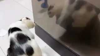 Kittens Discovering Himself For The First Time - Cute Kitten Ever!!