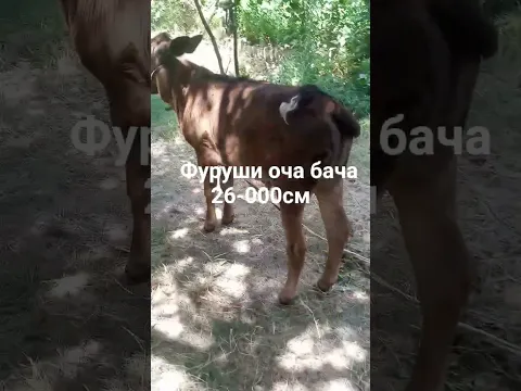оча бача фуруши 26-000