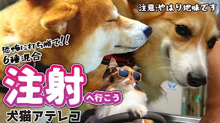 【犬猫アテレコ】おとなしい犬の6種混合ワクチン接種【フォークリフトの歌】