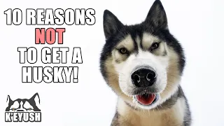 10 Reasons To (NOT) Get A HUSKY! Living With a Husky!