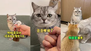 【麻蛋和丑丑】蔡根花來了！醜醜第一次見到小母貓竟然是這種反應……