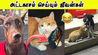 என்னடா பண்ணி வச்சிருக்கீங்க | Mobile stand பூனை | Hoomans