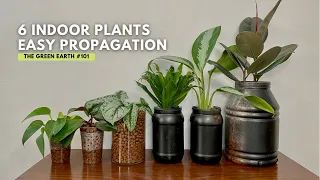 #101 Common Indoor Plants That Can Be Propagated in Water Easily | Houseplant Propagation