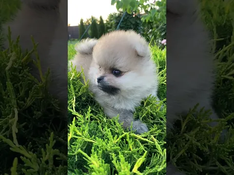#yosoydelos7mil #viral #humorviral #cooper #pets #puppy #cute #dog #dogs #fyp #fypage #greenscreen