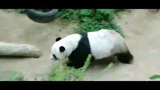 Giant Panda Pacing at the Zoo – Cute & Relaxing Panda Video!