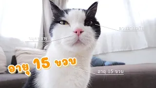 สำรวจร่างกายของแมว อายุ 15 ขวบกันเถอะ