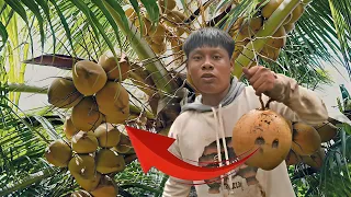 ¡COSECHANDO COCOS EN LA SELVA!