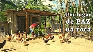 LUGAR DE PAZ NA ROÇA! ALIMENTANDO OS PEIXES + CAFÉ DA MANHÃ SAUDÁVEL  E COLHEITA DE CENOURAS