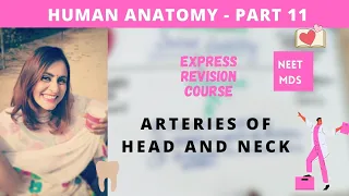 human anatomy - arteries of head and neck 3d anatomy