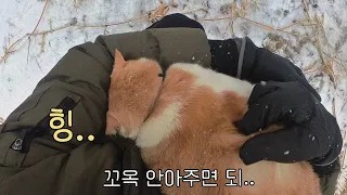 고양이는 마음에 드는 게 있으면 자기 루틴에 넣는다.