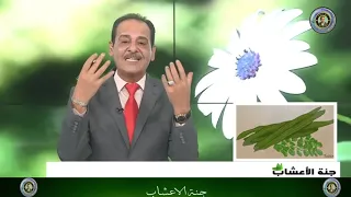 فوائد نبتة المورينجا المدهشة وكيفية استخدامها!مع المغفور له بإذن الله تعالى خبير الاعشاب حسن خليفـه.
