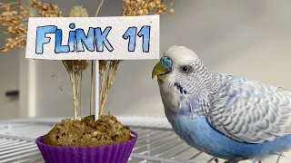 Cumple de Flink! 11 años ya!!