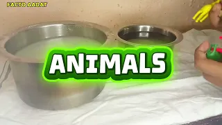 Magic experiment animals 🐯🐒😆