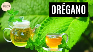 Si tienes esta planta en tu casa, tienes un tesoro y no lo sabías! Orégano!Beneficios a la salud!