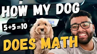 How My Dog Does Math