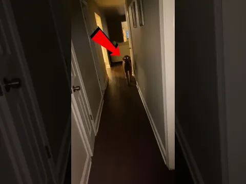 Something Was Wrong With Their Dog